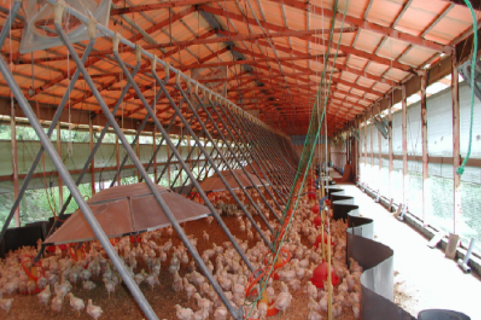 陽光和自然風都能進入到開發式雞舍內，最貼近自然環境的飼養。