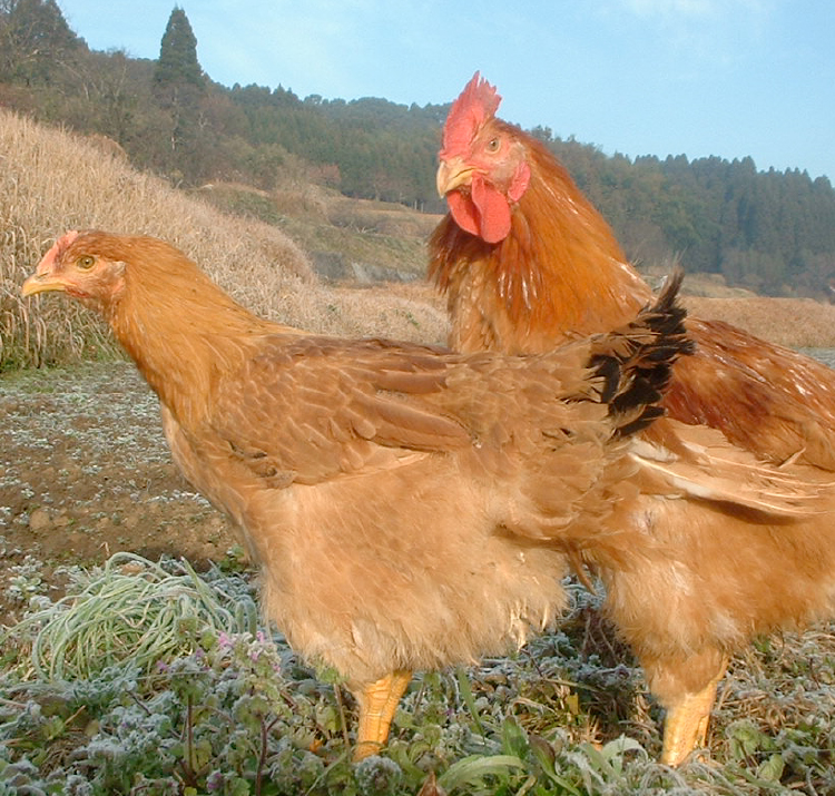 日本秋川牧園赤雞照片