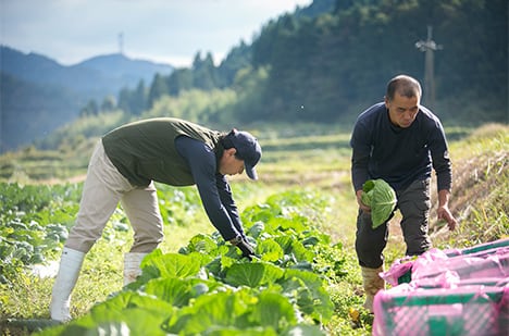 無農薬・無化学肥料栽培