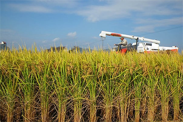 飼料用米の栽培
