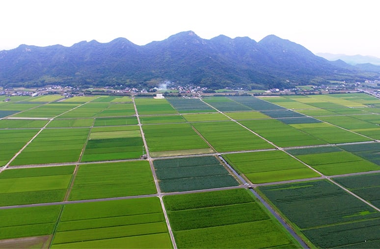 田んぼ