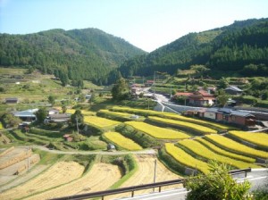 "中須北の美しい棚田"