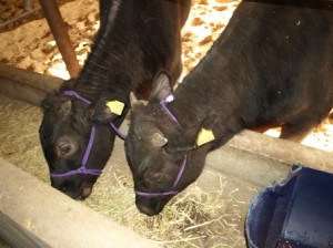 "佐伯さんの飼育する黒毛和牛"