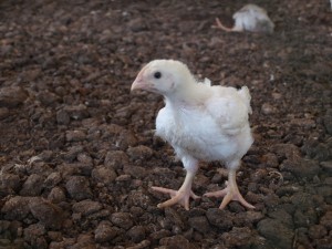 "菊川農場の鶏（ひよこ）"