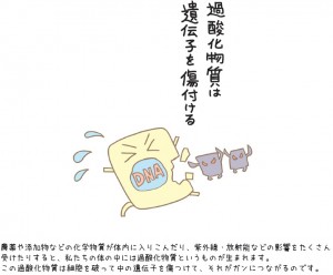 過酸化物質は遺伝子を傷つける　農薬や添加物などの化学物質が体内に入りこんだり、紫外線・放射能などの影響をたくさん受けたりすると、私たちの体の中には過酸化物質というものが生まれます。この過酸化物質は細胞を破って中の遺伝子を傷つけて、それがガンにつながるのです。