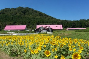 むつみ牧場とひまわり