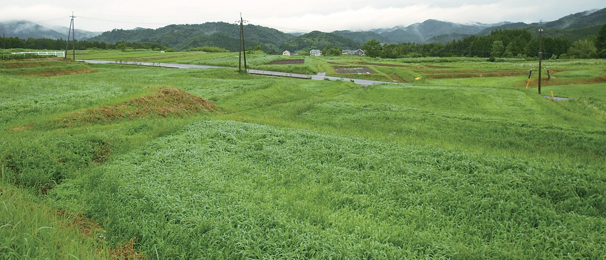 開墾した牧草地