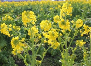 遺伝子組換えナタネ、自生