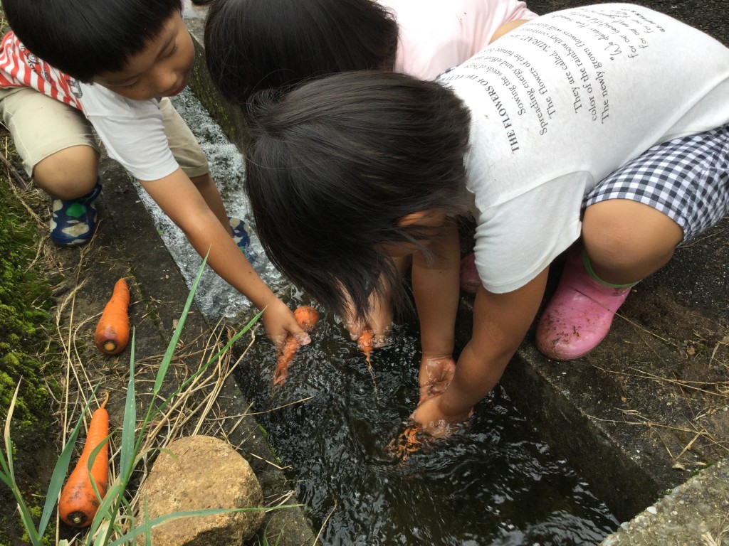 収穫した野菜を用水路で洗いました。 冷たい水が気持ちいいー！