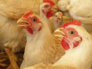食の安心安全への挑戦 そのルーツを遡る16 アグリロハス9月号 秋川牧園 食の安心安全への挑戦 そのルーツを遡る16 アグリロハス9月号 秋川牧園