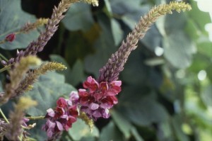 葛の花