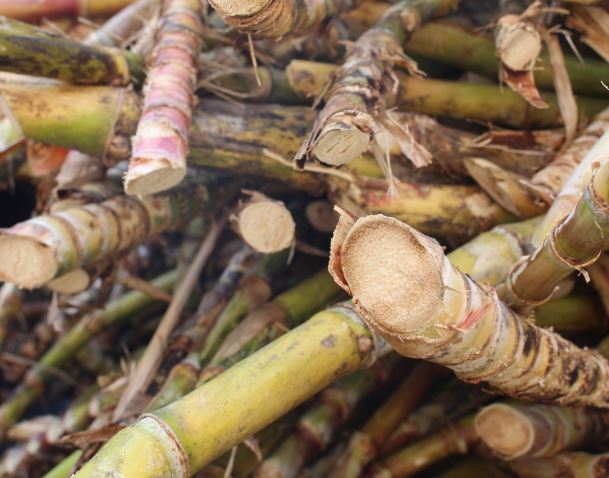 育てるサトウキビは茎の密度と太さが自慢！