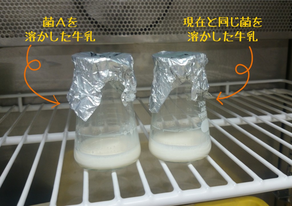 ヨーグルト、乳酸菌、発酵、試験