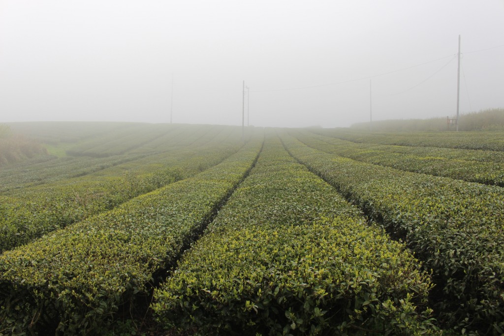 朝霧立ち込める茶畑。 この朝霧が、直射日光を遮り、茶葉に旨みを凝縮させてくれます。