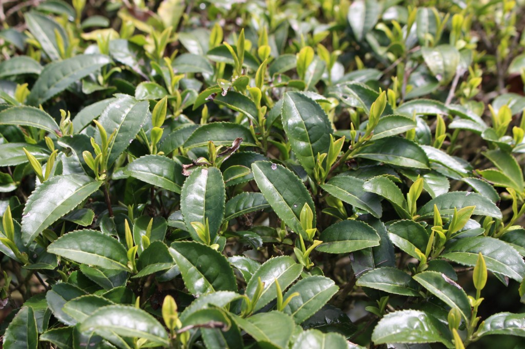※天の製茶園では、新茶を摘む時期に茶畑に布をかけるというひと手間をかけ ています。こうすることで新芽の色が自然なきれいな緑色になり、うまみ成分が 増し、お茶を入れたときの色もきれいになるそうです。