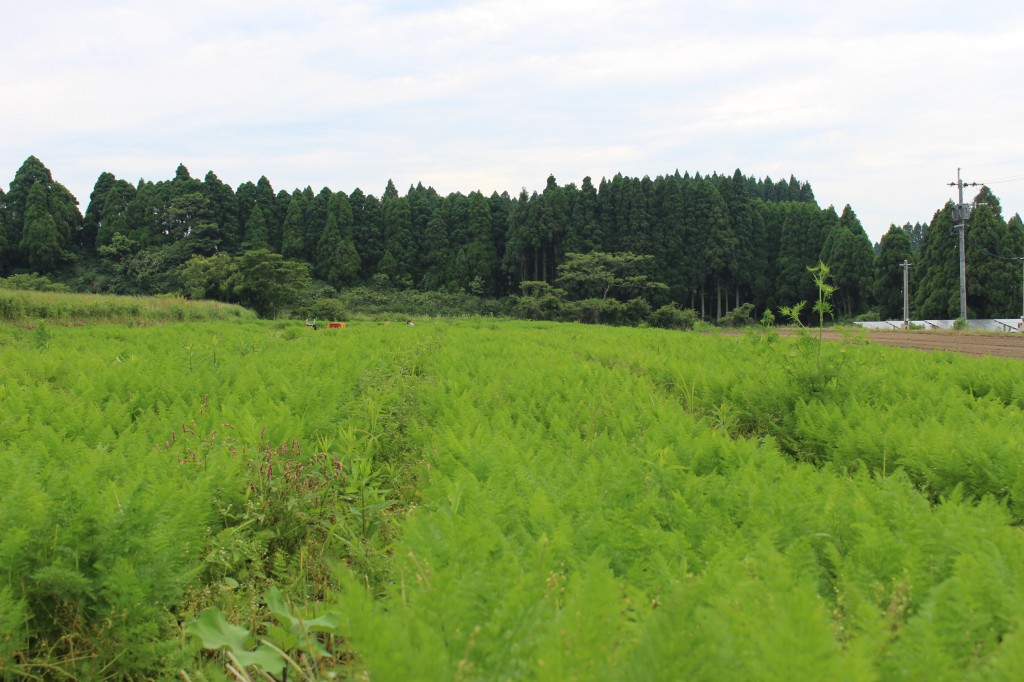 秋川牧園×久木田農園にんじん畑