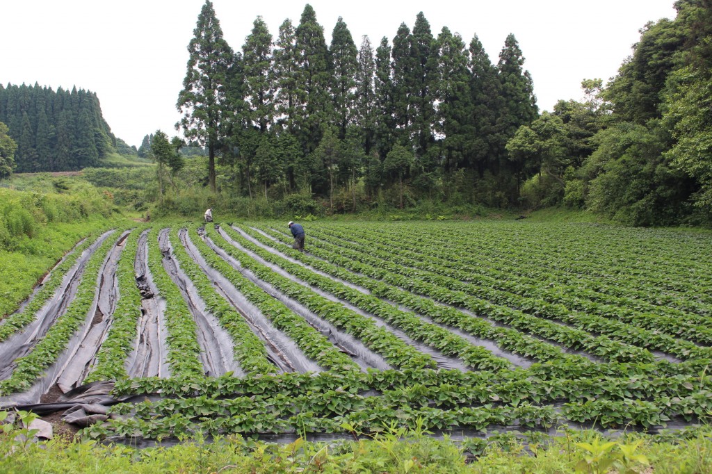 秋川牧園×久木田農園さつまいも畑