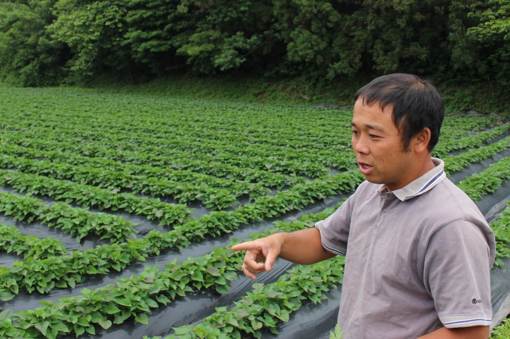 鹿児島の代表的な農産物さつまいもが主力作物。 食用・焼酎用とすべて有機栽培。