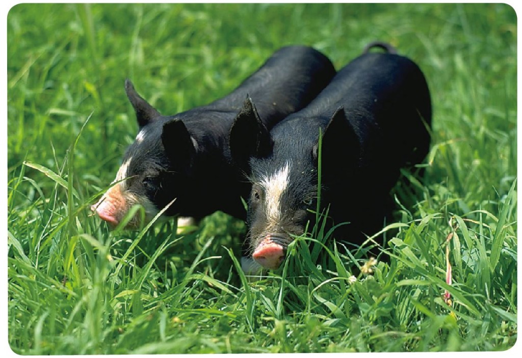 詳しく知りたい！日本の豚の種類・品種 | 秋川牧園