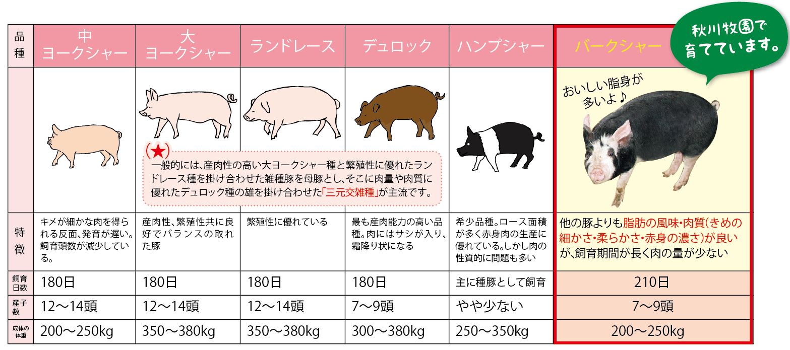 詳しく知りたい 日本の豚の種類 品種 秋川牧園