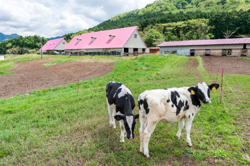 特に乳用牛は、肉用として仔牛から育てるよりコストが抑えられるため、比較的安価で購入することができます。