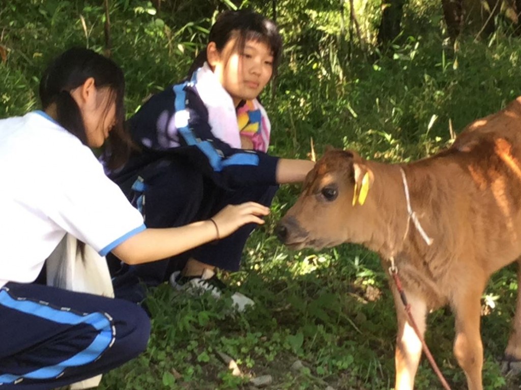 毛が柔らかくて手触りがいい仔牛