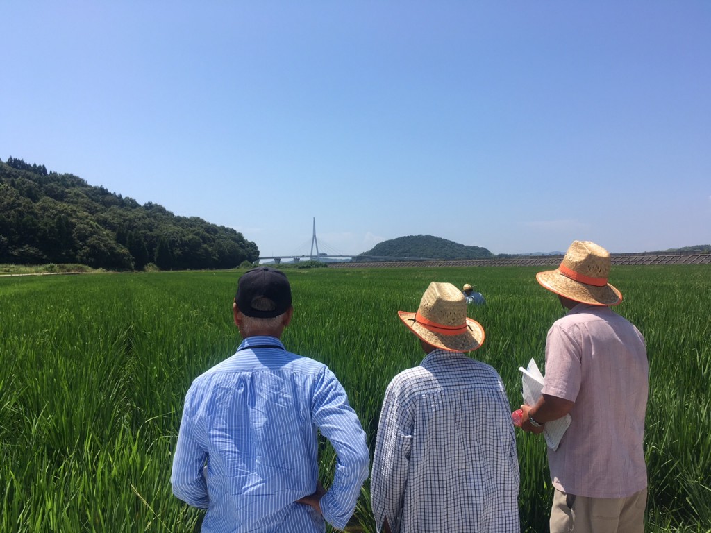 周防大橋たもと、二島西圃場。海地さん、大田さん、種田さん