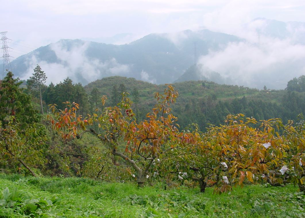 梅や柿の木で覆われた美しい五條・吉野地方の山々。