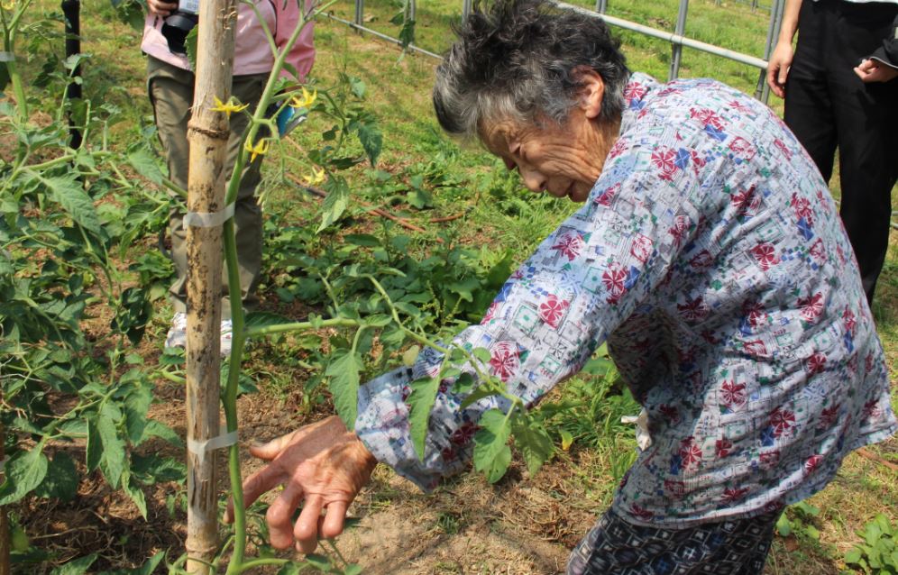 トマトを植えている宮本さん