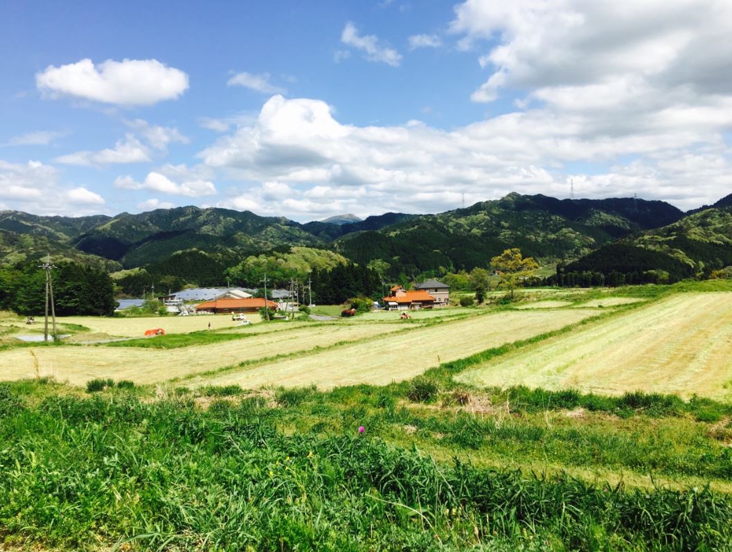 現在の自給飼料を育てる畑。心が洗われる様な美しい風景です。