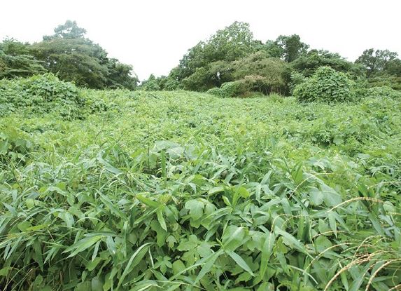 開墾前の畑。草木に覆われ地面も見えず…。