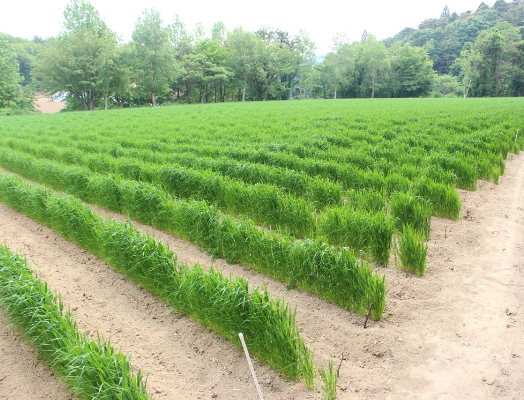 有機栽培のこんにゃく芋畑。取材時（５月末）、数週間前に植えられたこんにゃく芋を囲むように、青々と茂っているのはえん麦。