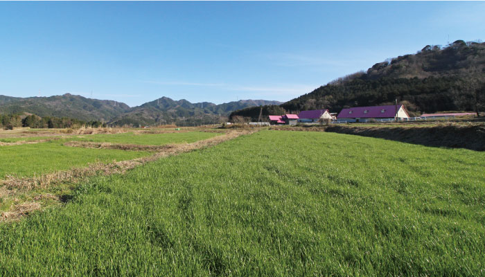 取材に訪れた４月上旬は足首ほどの高さの牧草。約１か月で大人の背丈程の高さに成長します。