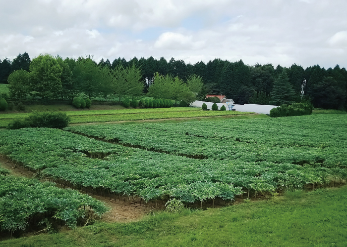 蒟蒻の魅力 新内農園 広島県 秋川牧園