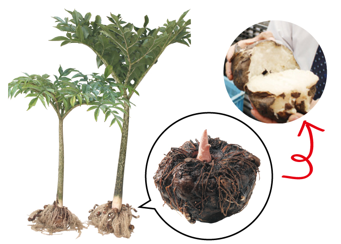 蒟蒻の魅力 新内農園 秋川牧園