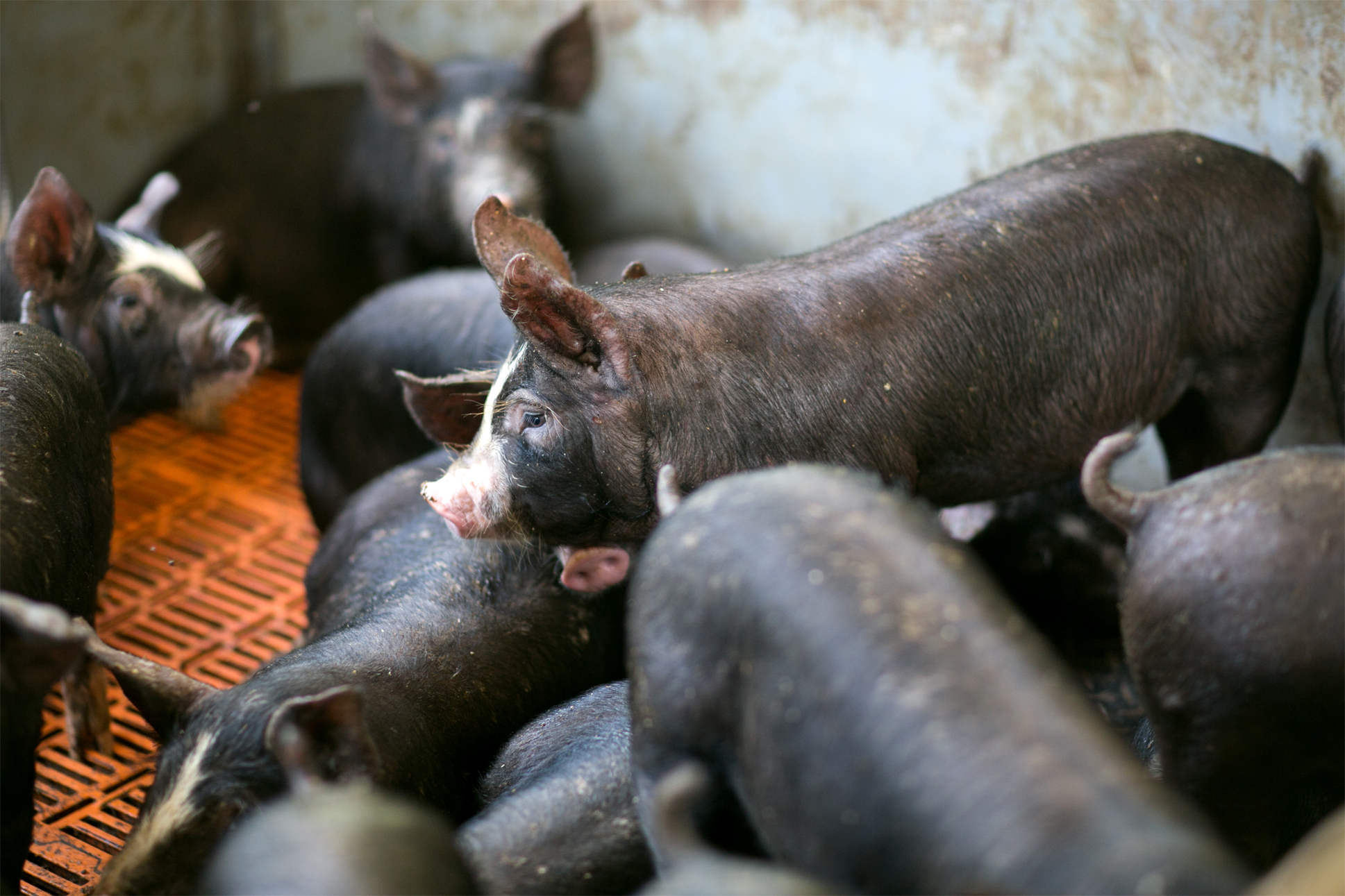 安心安全の豚肉 黒豚 バークシャー 秋川牧園