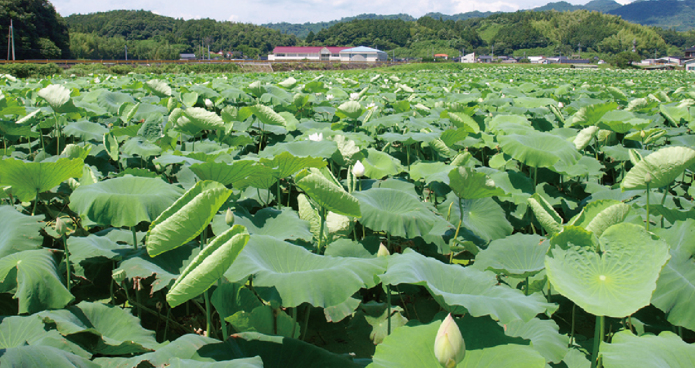 圃場