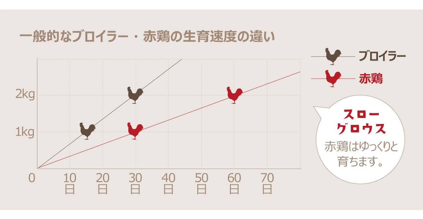 一般的なブロイラー・赤鶏の生育速度の違いグラフ