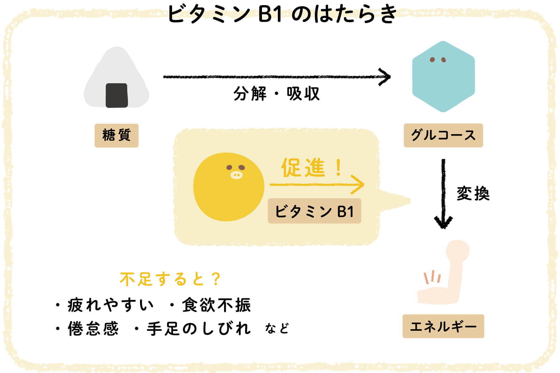 ビタミンB1のはたらき