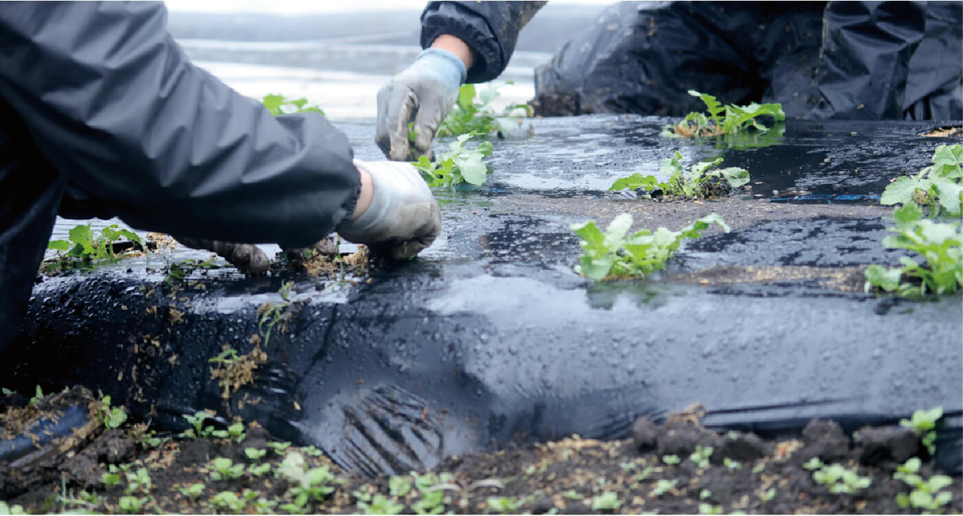 雨の中の大根の間引き