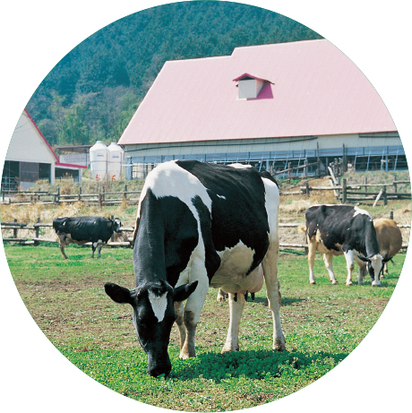 秋川牧園的子公司むつみ牧場的健康奶牛的放牧照片